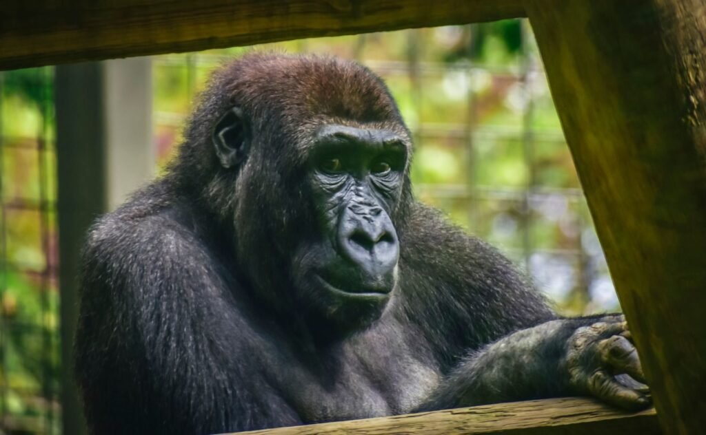 A detailed image of a gorilla behind a barrier in a zoo setting.