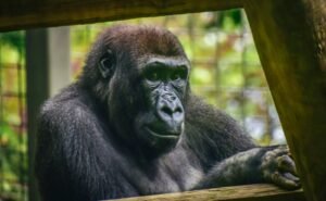 A detailed image of a gorilla behind a barrier in a zoo setting.