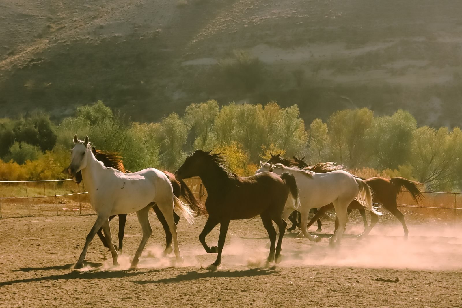 A group of wild mustangs galloping through a dusty corral under a sunny sky. Captivating nature scene.