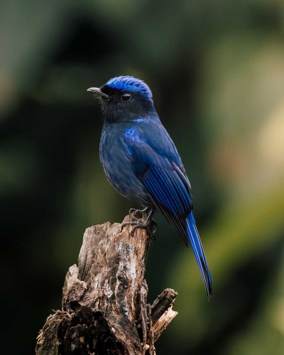 A striking blue whistling thrush perched on a tree stump in Rishop, West Bengal.