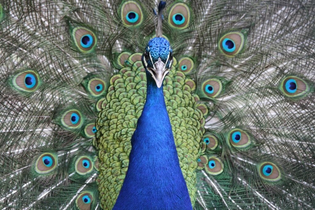 Close-up of a vibrant peacock displaying its colorful plumage, showcasing blue and green feathers.