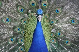 Close-up of a vibrant peacock displaying its colorful plumage, showcasing blue and green feathers.