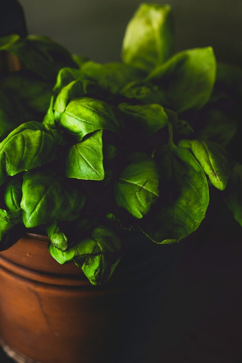 green leaves on brown plastic container