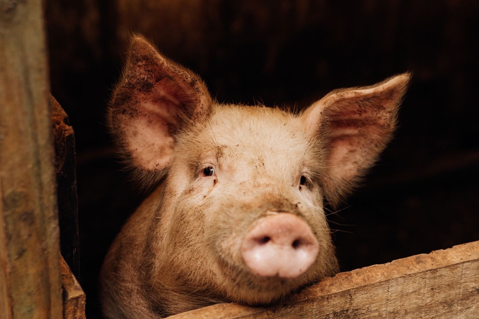 Close-up portrait of a curious young piglet peering over wooden barn walls.