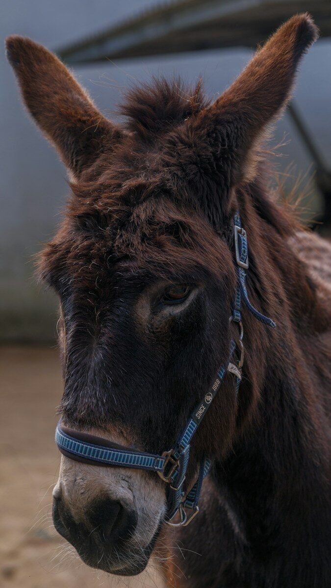 A brown donkey with a blue halter