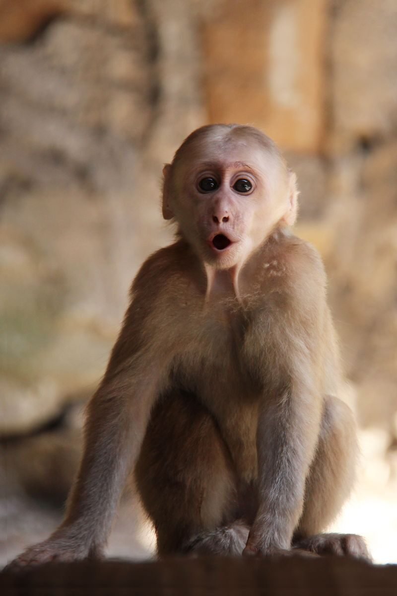 Captivating close-up of a baby macaque with a surprised expression, showcasing wildlife emotion.